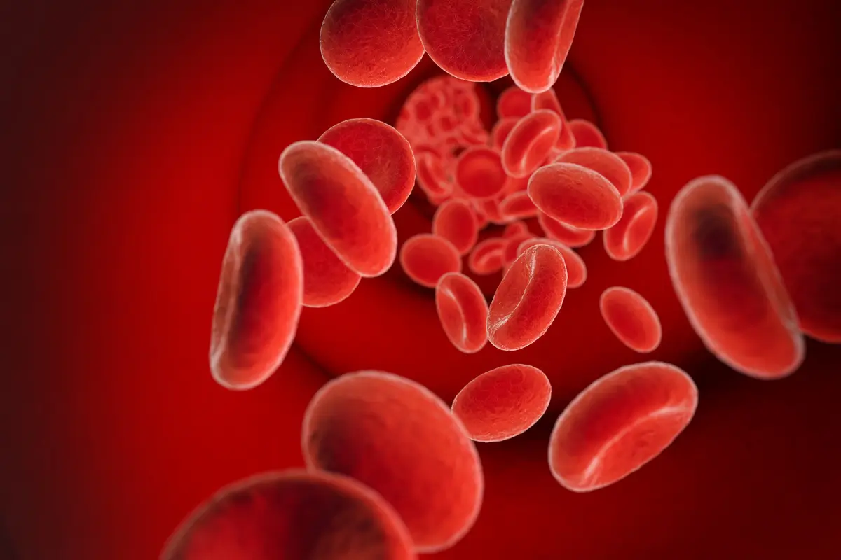 Glóbulos rojos al microscopio ilustrando qué es la anemia